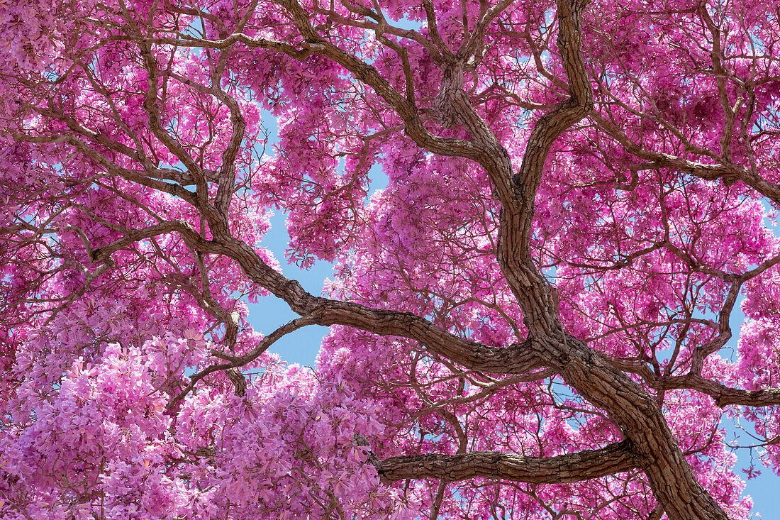 Brasilien, Mato Grosso, Pantanal, Ipe-Baum, (Tabebuia Impetiginosa). Stämme und Blüten innerhalb des rosa Ipe-Baums in voller Blüte.