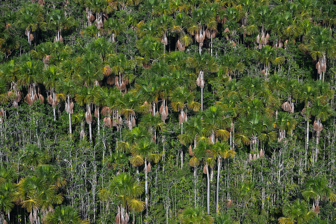Mauritia (Moriche) Palm (Mauritia flexuosa), Guyana. Used for thatching