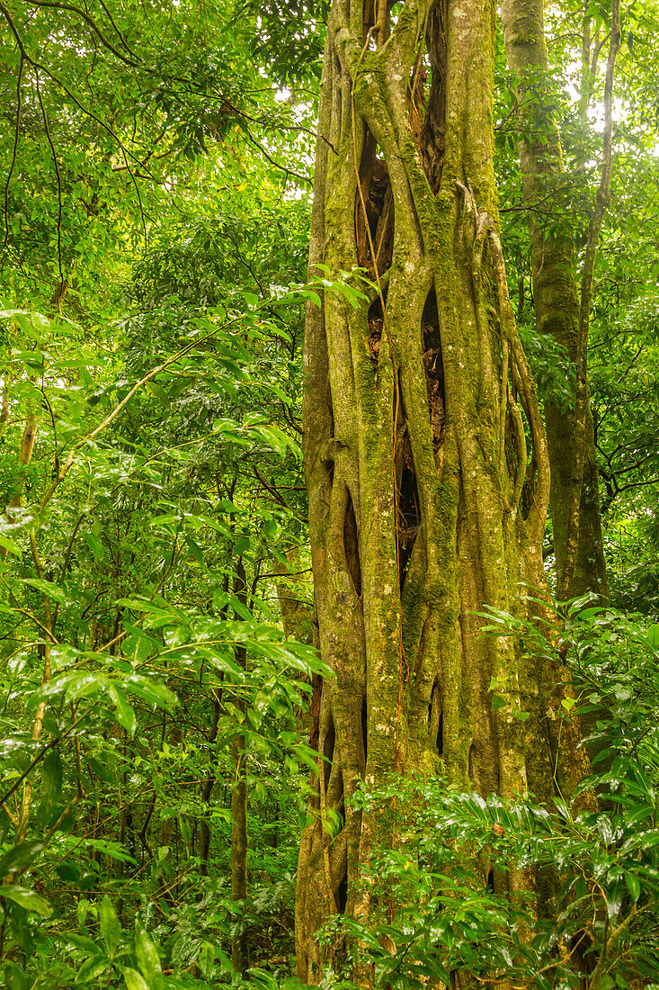 Costa Rica, Monteverde Cloud Forest Reserve. Banyan tree in forest