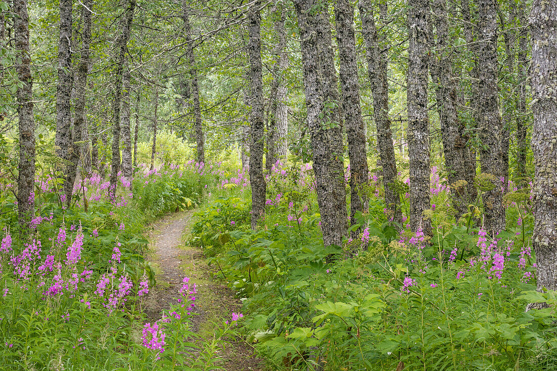 USA, Alaska, Kenai Peninsula. Trail through birch forest and fireweed