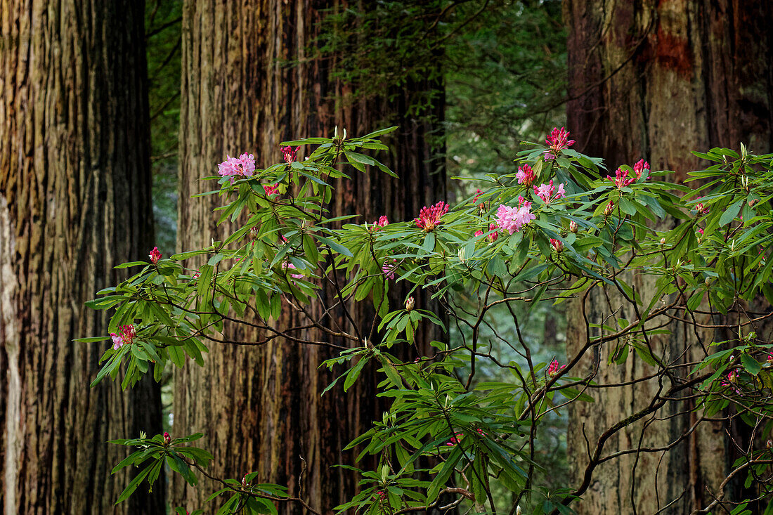 Rhododendron, and giant redwood tree trunks, Redwood National and State Park, California