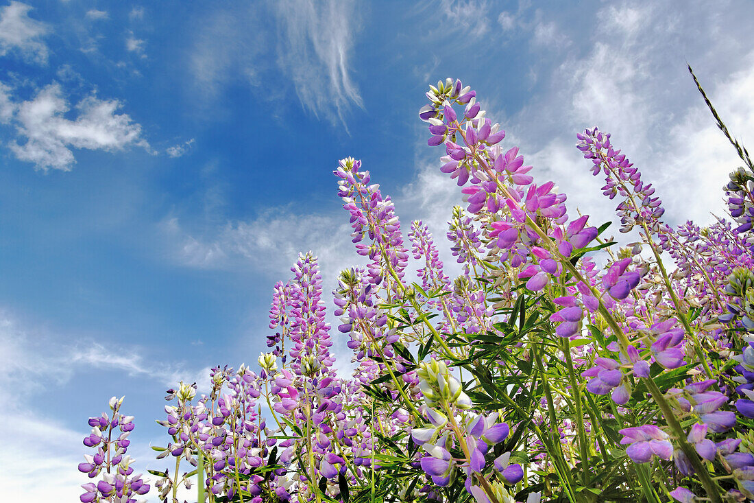 Niedriger Blickwinkel auf Lupinenblüten, Bald Hills Road, Kalifornien