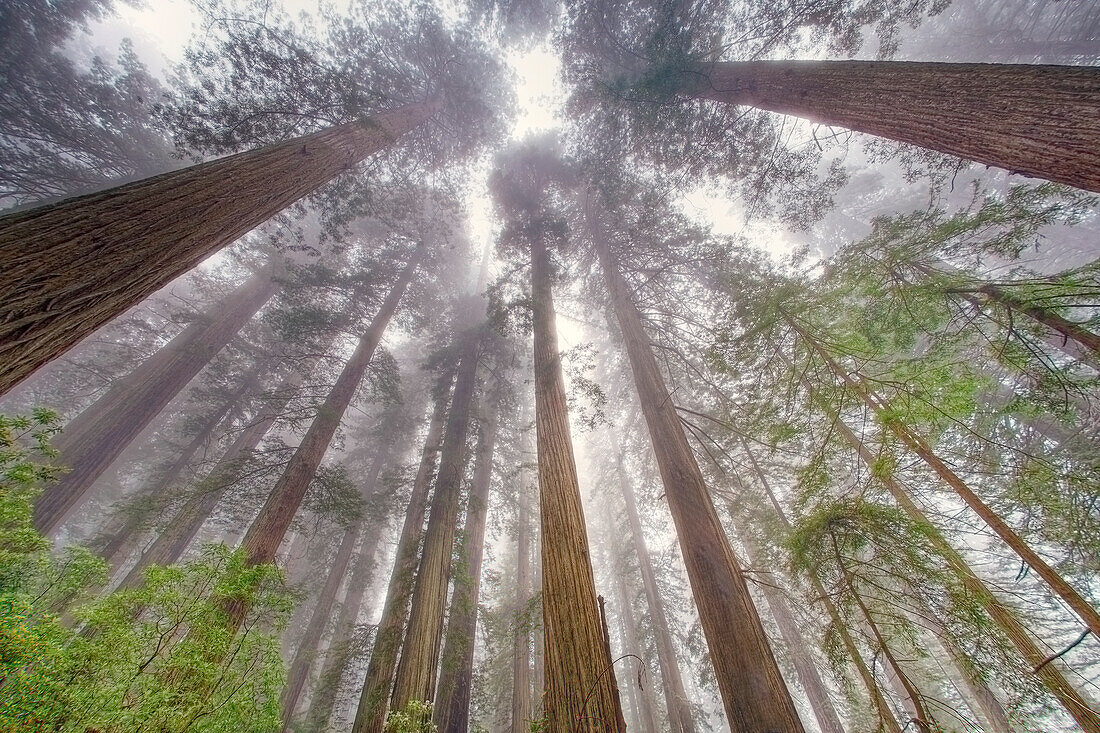Fischaugenblick himmelwärts im Redwood Forest, Redwood National Park, Baum, Redwood.