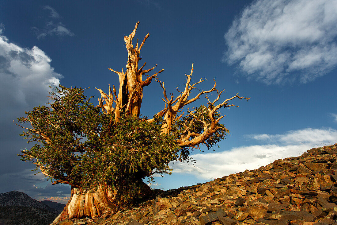 Borstenkiefer bei Sonnenuntergang, White Mountains, Inyo National Forest, Kalifornien