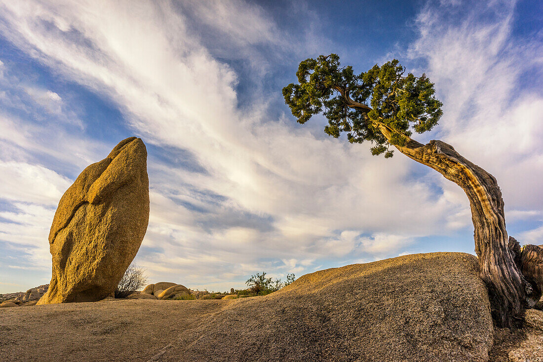 USA, Kalifornien, Joshua-Tree-Nationalpark. Verbogener Baum und Felsen