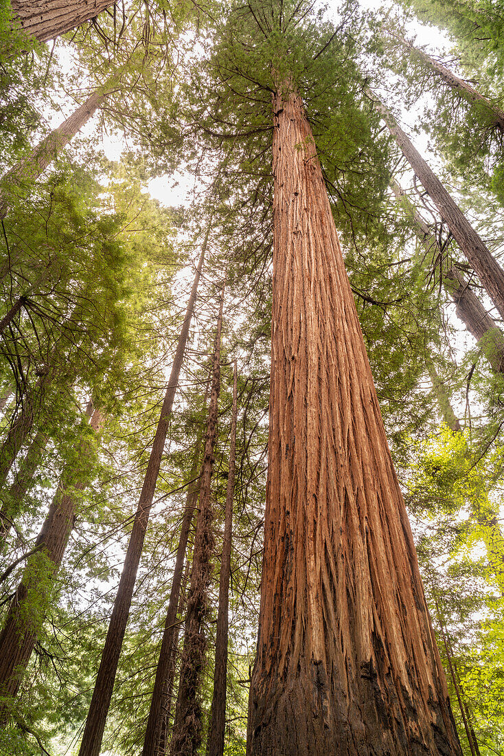 USA, California, Humboldt Redwoods State Park. Looking up at coastal redwood trees.