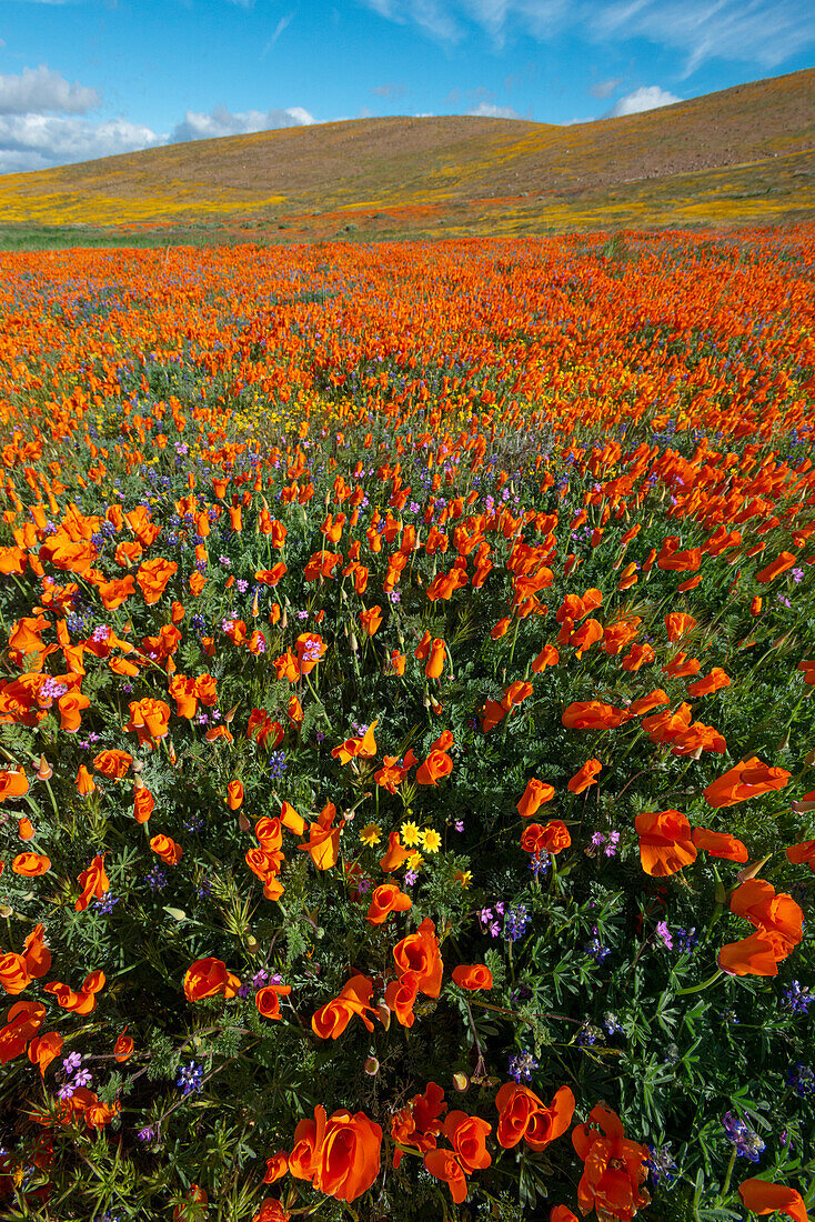 USA, California. Field of California Poppy, gold field, and Filaree wildflowers, near Poppy Reserve, Lancaster, California