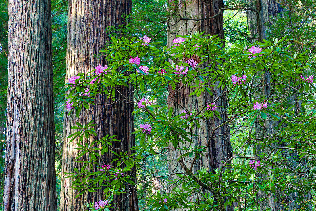 Rhododendrons blooming, Del Norte Redwoods State Park, California