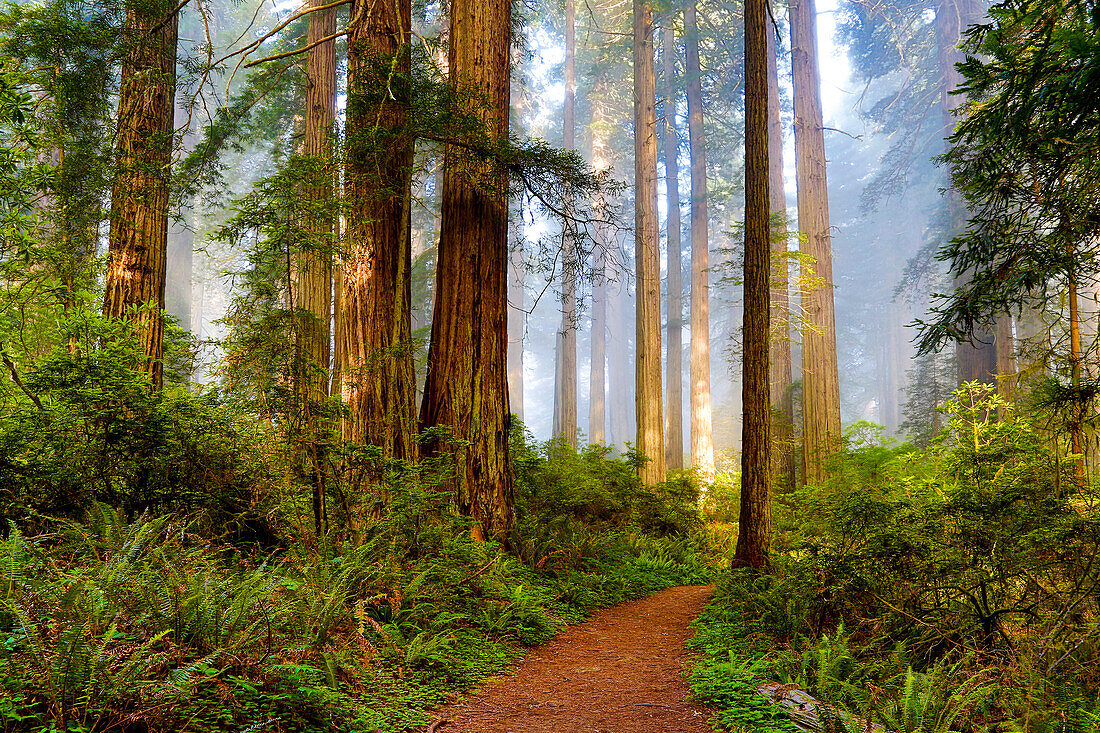 USA, California, Crescent City. Del Norte State Park, trail leading into the woods