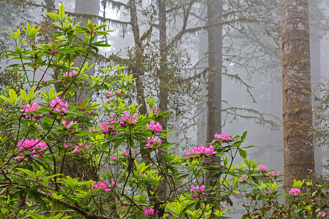 Kalifornien, Redwood National Park, Lady Bird Johnson Grove, Mammutbäume mit Rhododendren