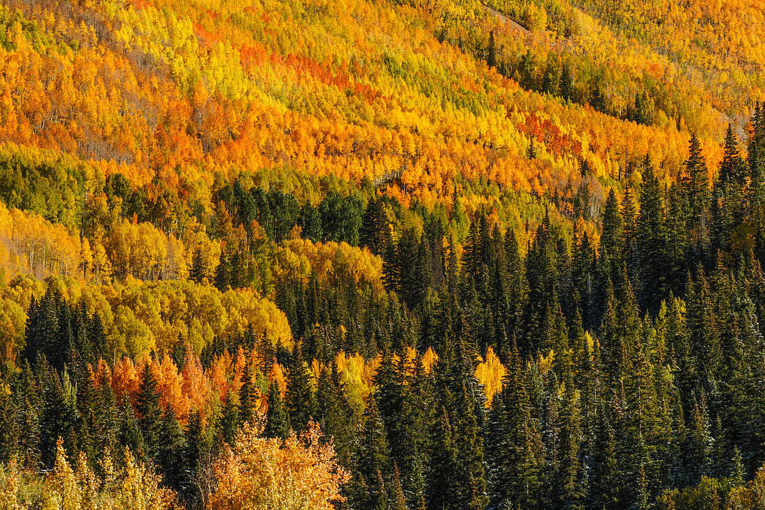Espen im Herbst am steilen Berghang, gesehen vom Million Dollar Highway, in der Nähe von Ouray, Colorado