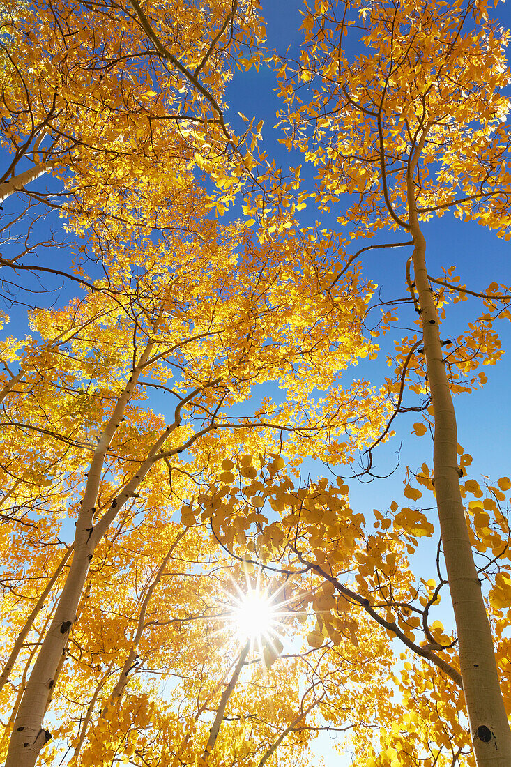 USA, Colorado, San Juan Mountains. Aspen trees in autumn color