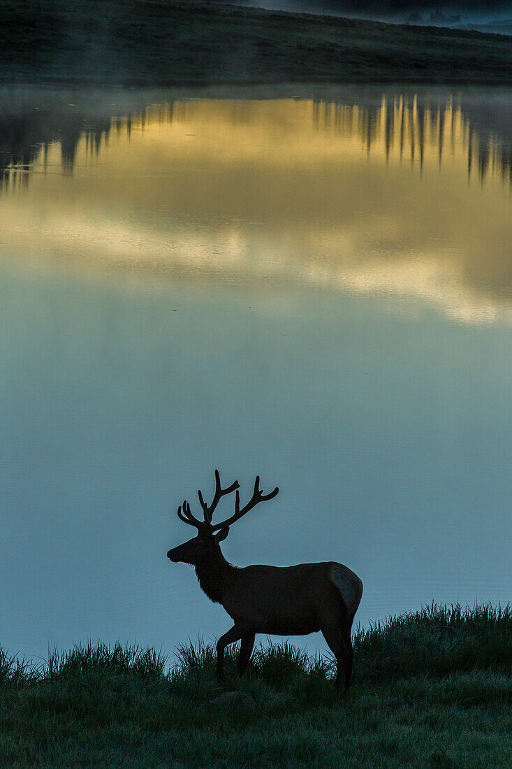 USA, Colorado, Rocky Mountain National Park. Bull elk silhouetted against Poudre Lake at sunrise