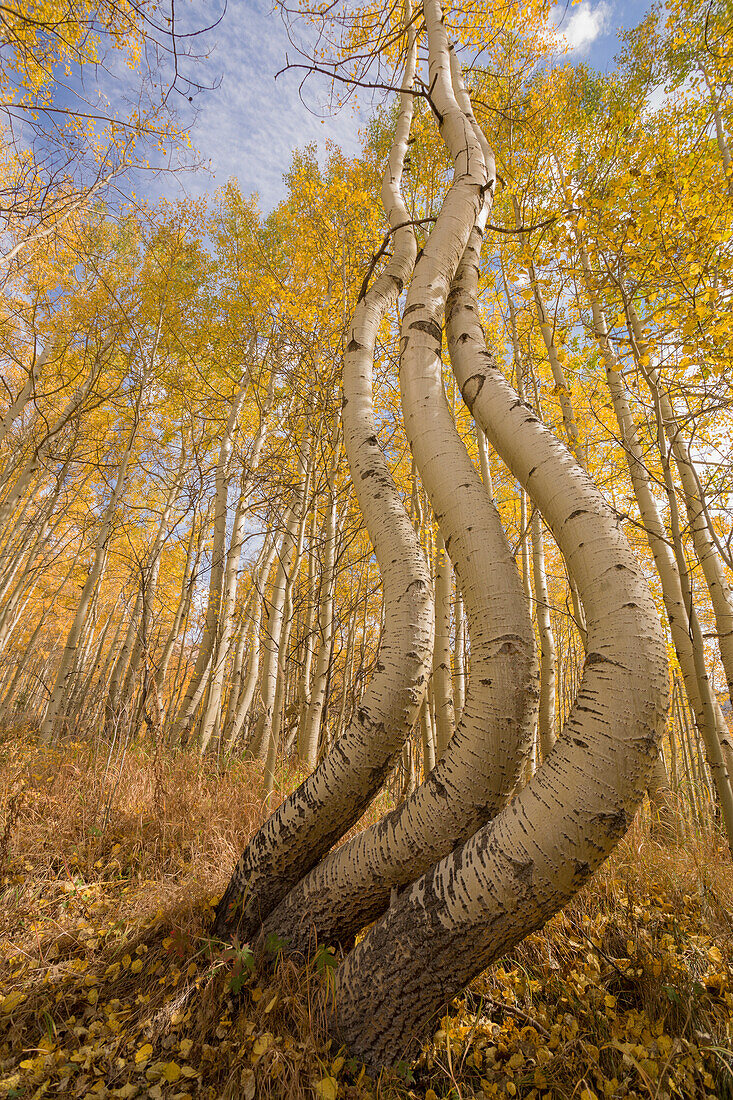 USA, Colorado, Uncompahgre National Forest. Symmetrically deformed aspen trunks