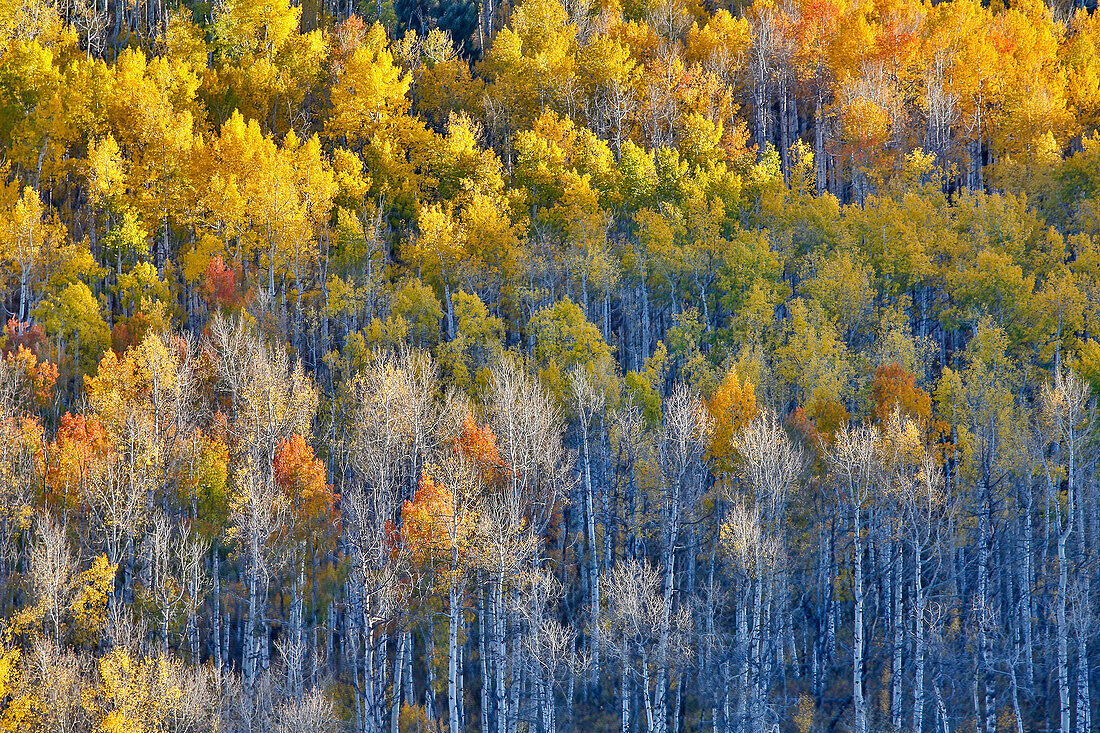 Aspen Grove in leuchtend goldenen Herbstfarben in der Nähe von Aspen Township, Colorado