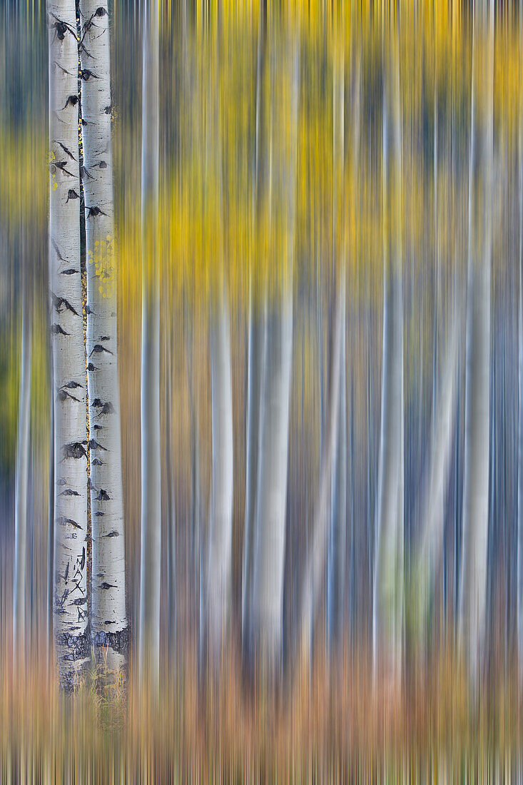 Aspen Grove in leuchtend goldenen Herbstfarben in der Nähe von Aspen Township, Colorado, dargestellt als vertikale Schwenkunschärfe