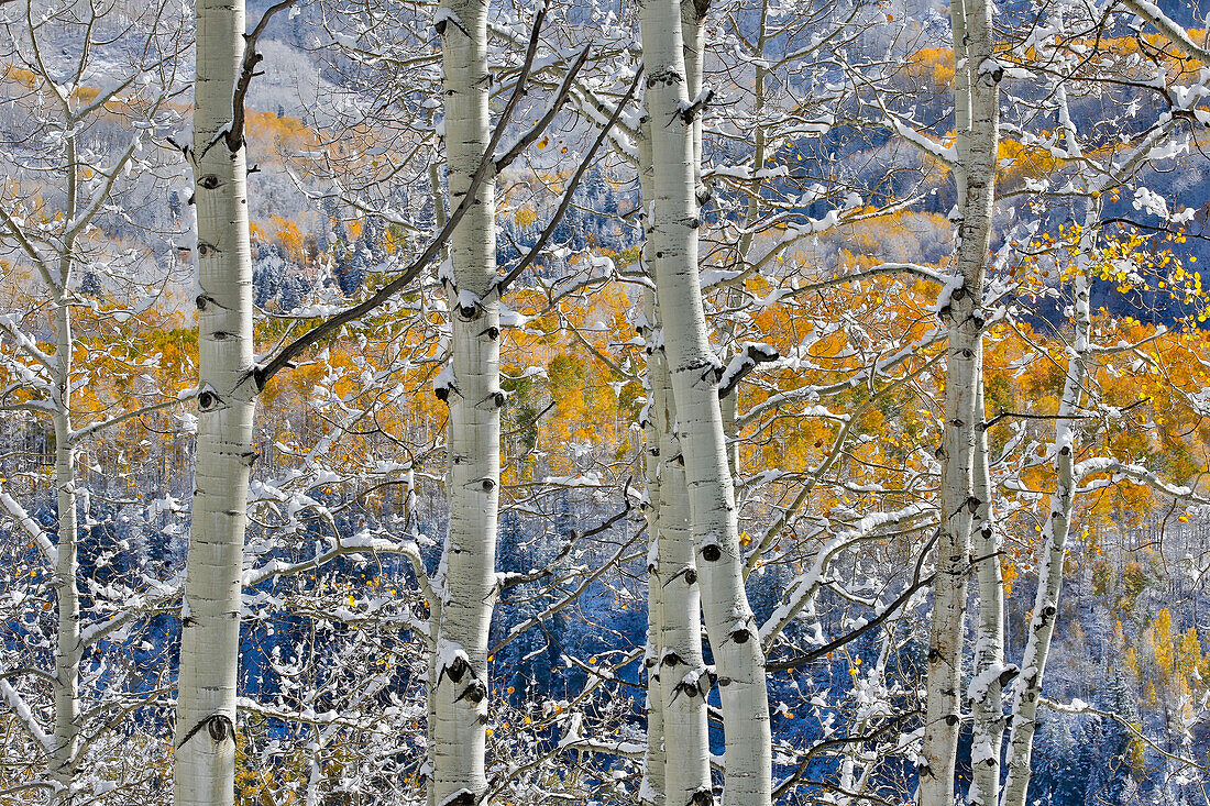 Rocky Mountains aspen grove autumn snows, Keebler Pass, Colorado.