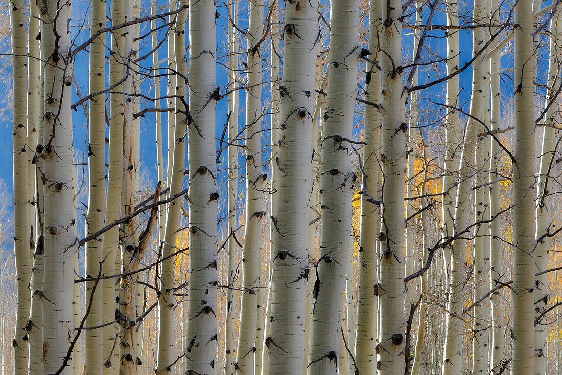 Colorado Rocky Mountains in der Nähe von Keebler Pass Herbstfarben auf Aspen Groves