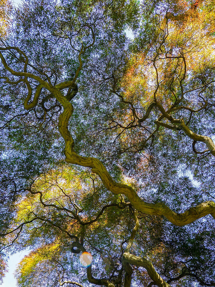 USA, Delaware. Looking up at the sky through a Japanese maple.