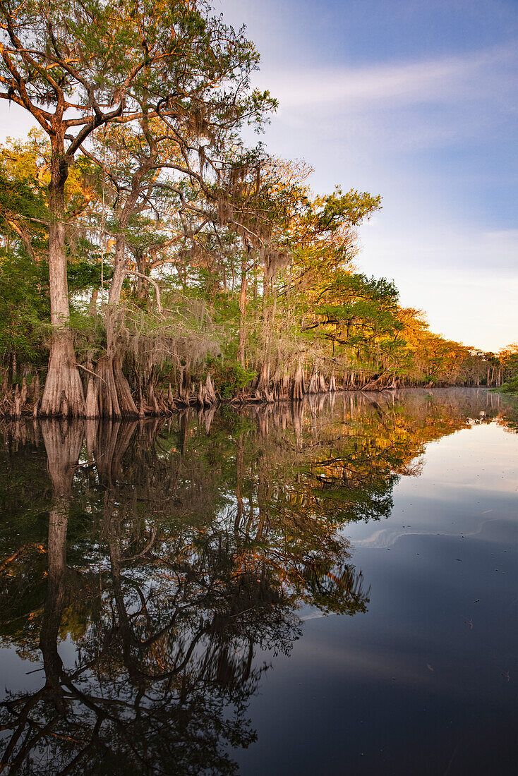 Early spring view of cypress trees reflecting on blackwater area of St. Johns River, central Florida.