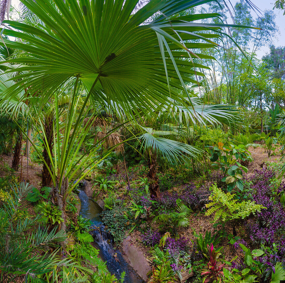 Florida, tropischer Garten mit Palmwedel