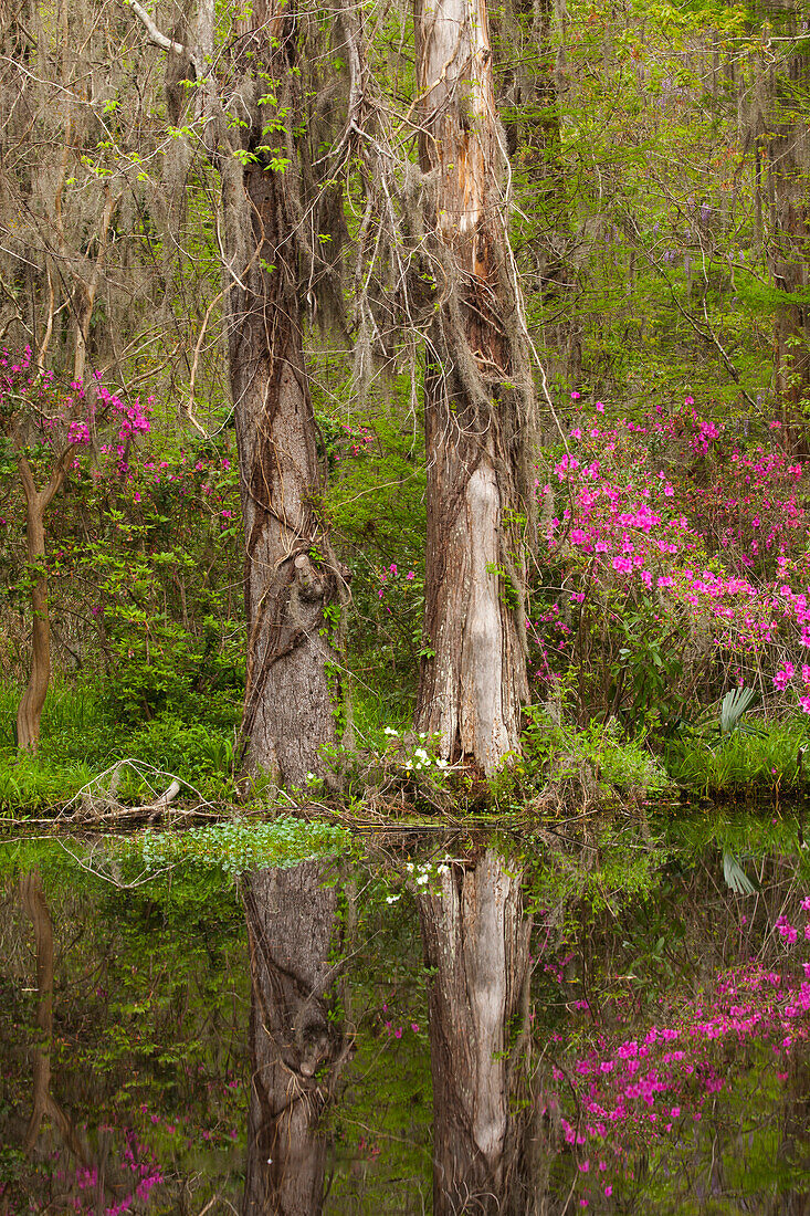 USA, South Carolina, Charleston. Azaleas blooming along pond's edge at Magnolia Gardens.