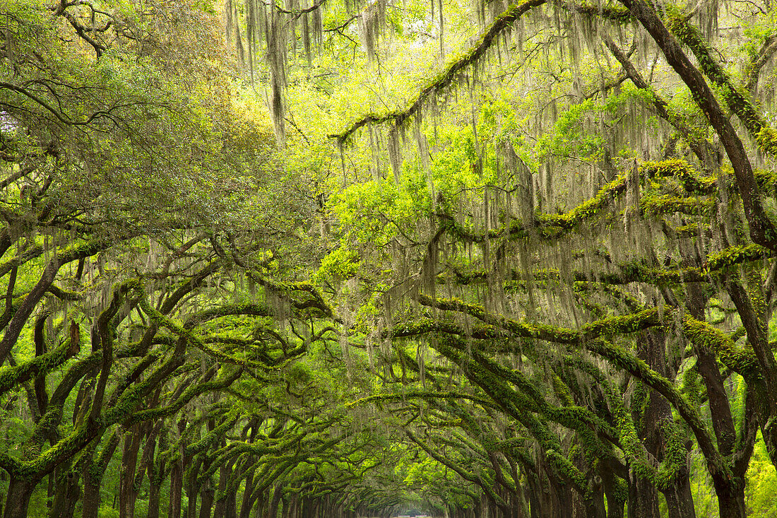 USA, Georgia, Savannah. Canopy of moss covered oaks at Historic Wormsloe Plantation.