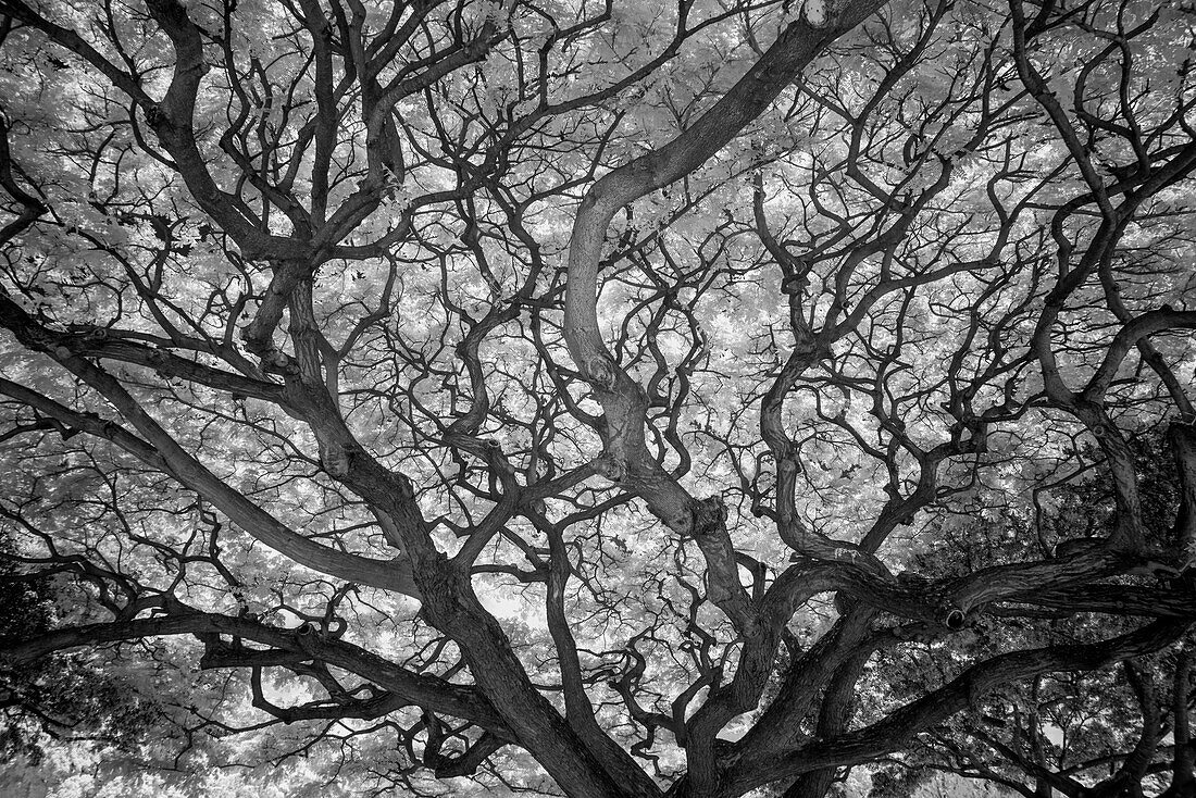 USA, Hawaii, Oahu, Honolulu, Twisted limbs of a tree.