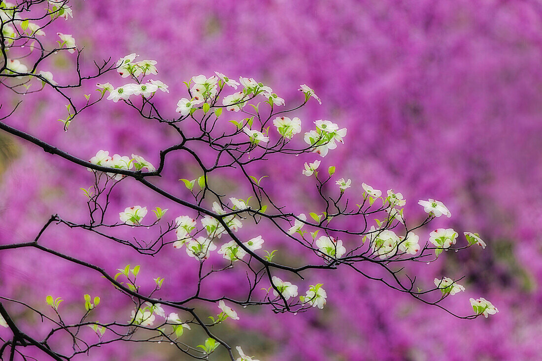 Soft focus view of flowering dogwood tree and distant Eastern redbud, Kentucky