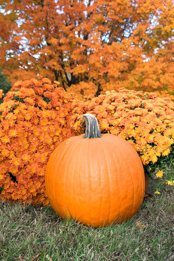 Pumpkin And Mums, Fall Foliage, Reading, Massachusetts, Usa