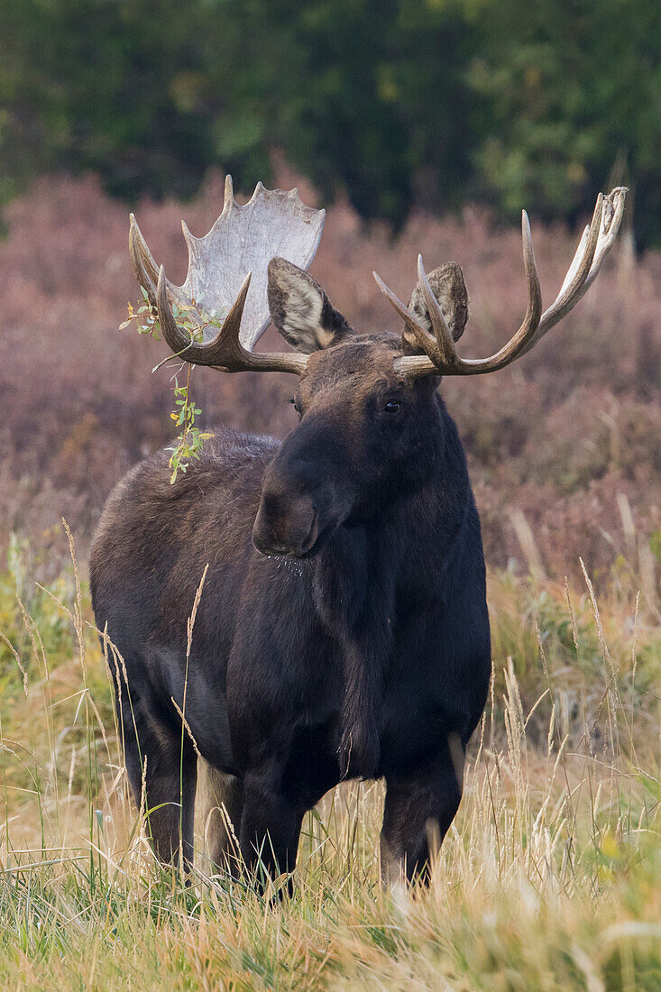 Shiras bull moose