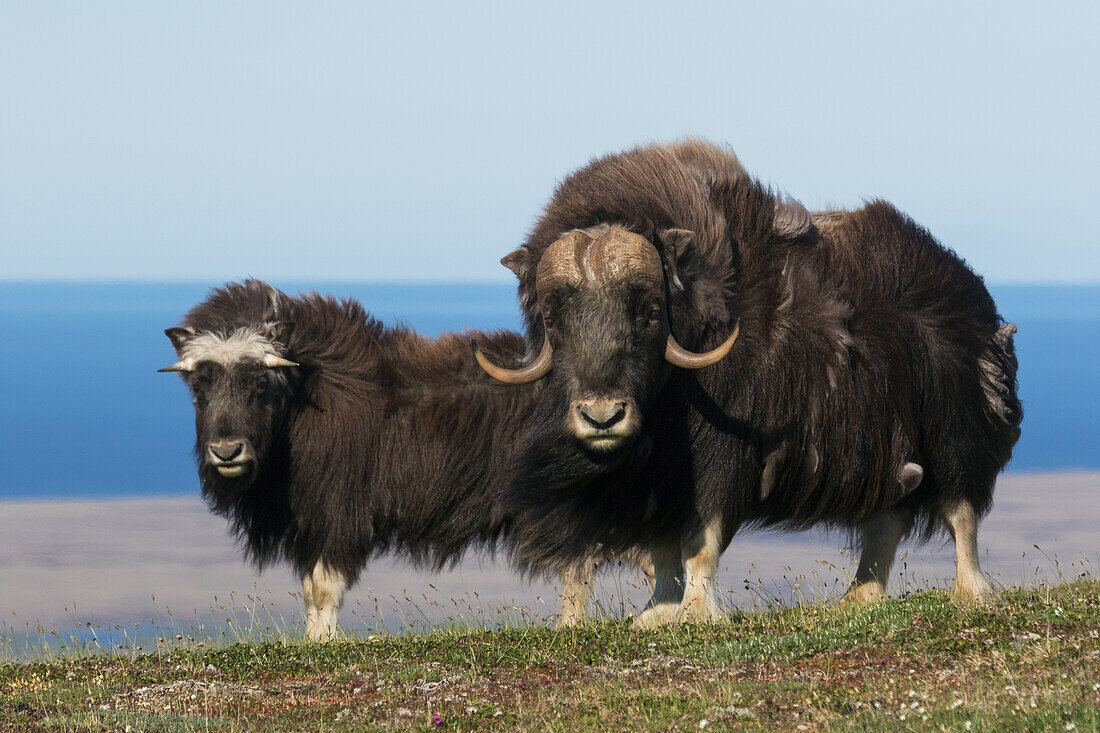 Moschusochsen vor dem Beringmeer