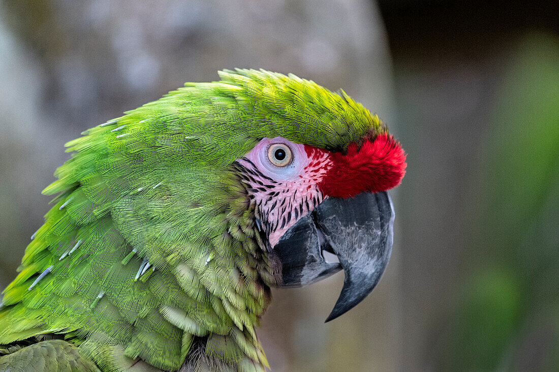 Great Green Macaw