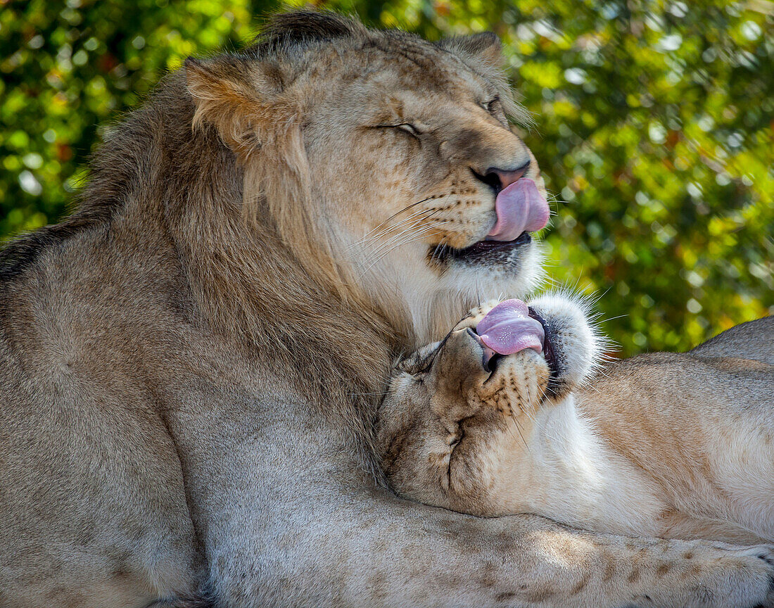 Two young lions trade licks at a local zoo.
