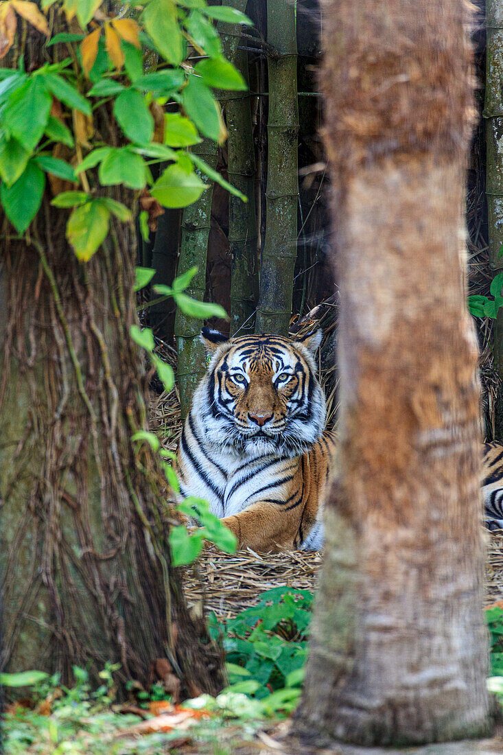 A Malayan tiger maintains a restful vigil.