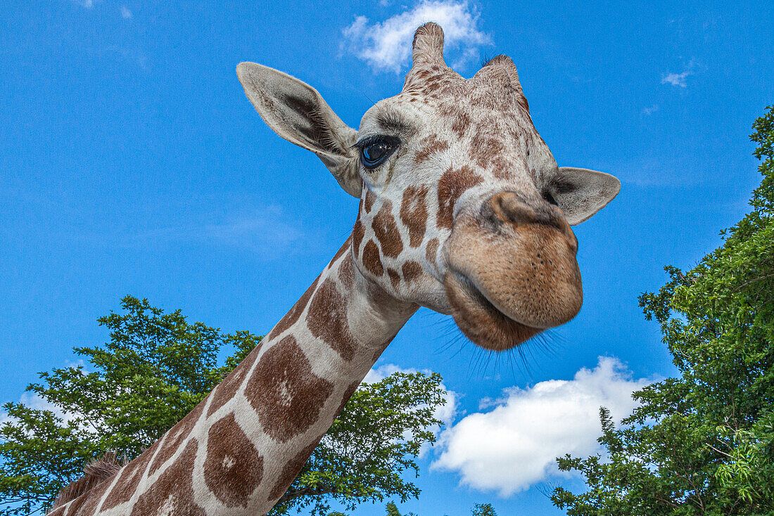 Die Höhe einer Netzgiraffe gibt ihr einen nach unten gerichteten Blick.