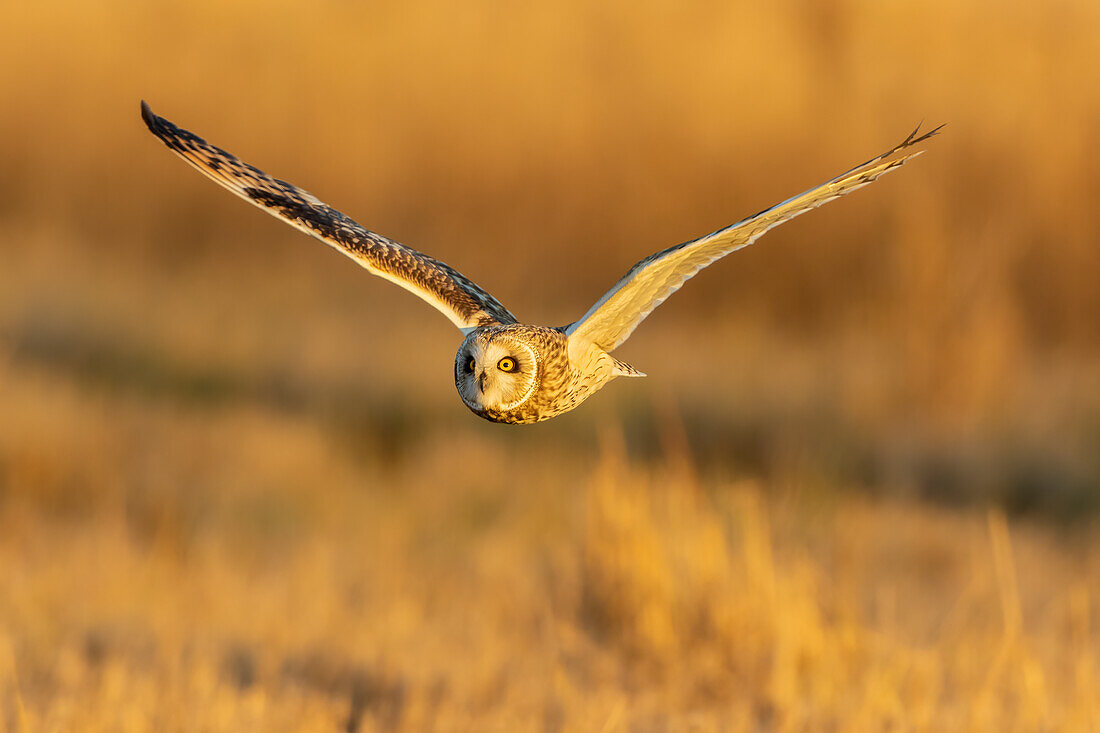 Sumpfohreule fliegen, Prairie Ridge State Natural Area, Marion County, Illinois.