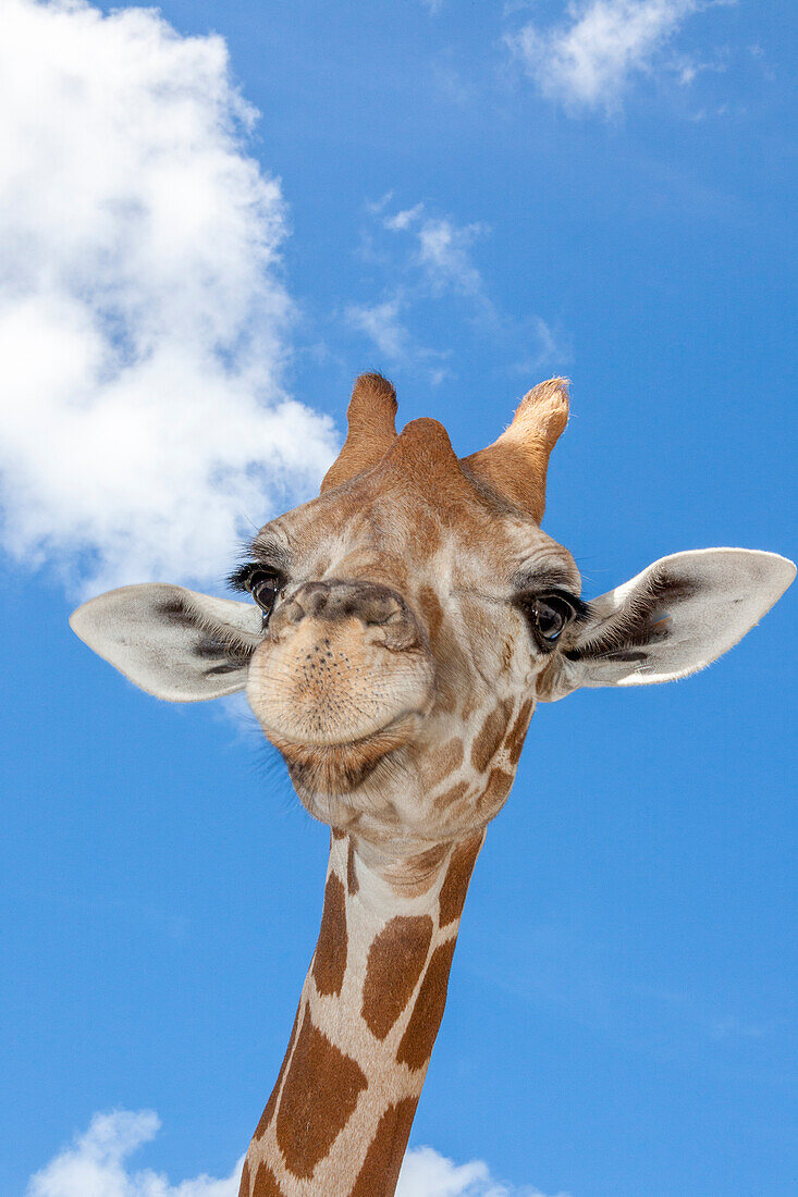 A reticulated giraffe's height gives it a downward glance.