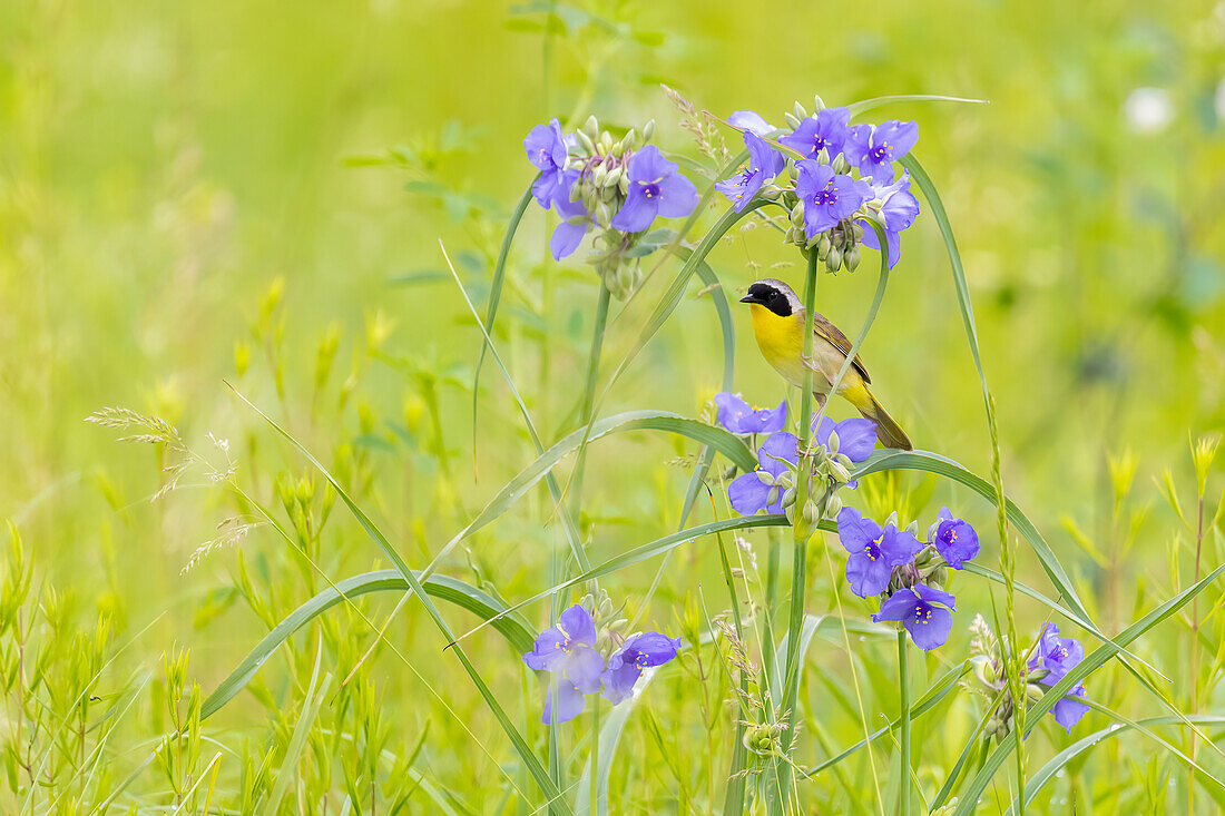 Common yellowthroat male in a prairie in spring, Jasper County, Illinois.