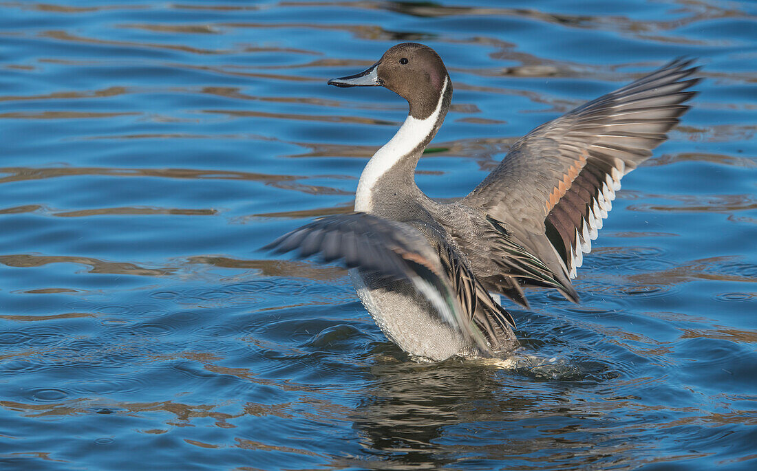 The northern pintail is a duck with wide geographic distribution that breeds in the northern areas of Europe, Asia and North America.