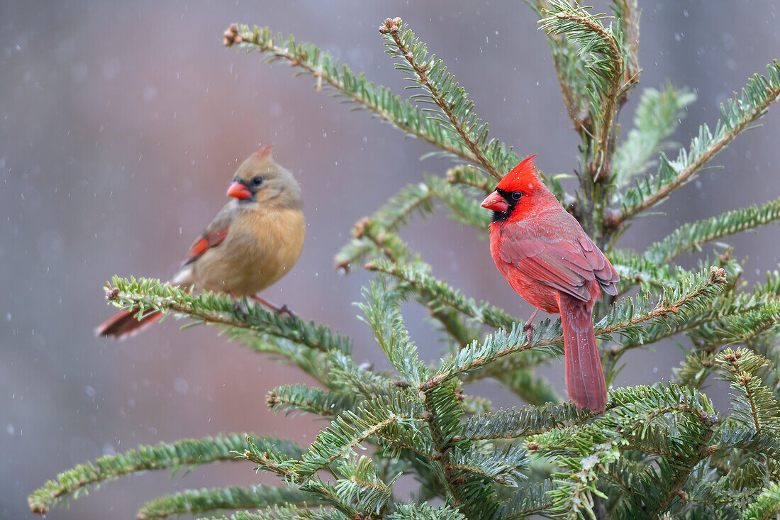 Nördlicher Kardinal männlich und weiblich in Tanne im Schnee, Marion County, Illinois.