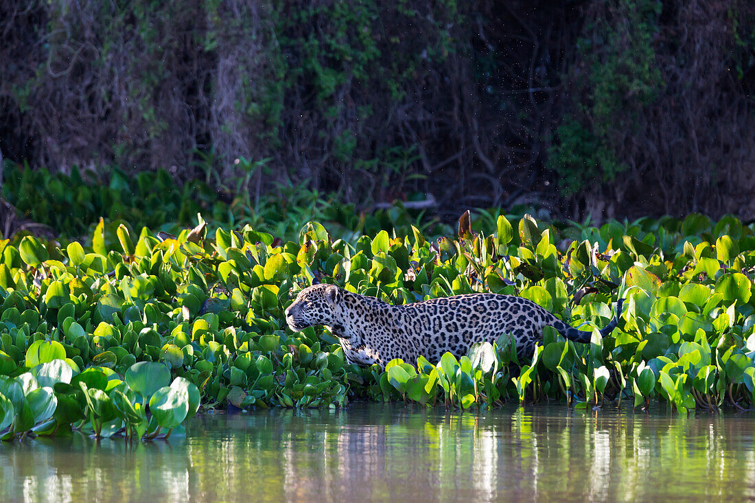 Brasilien, Mato Grosso, Pantanal, Rio Cuiaba, Jaguar (Panthera onca) Jagd durch Wasserhyazinthe.
