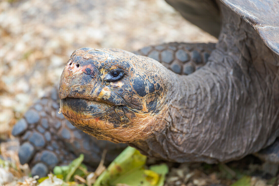 Ecuador, Galapagos Islands, Santa Cruz, Puerto Ayora, Charles Darwin Research Center, Galapagos giant tortoise (Geochelone nigrita).