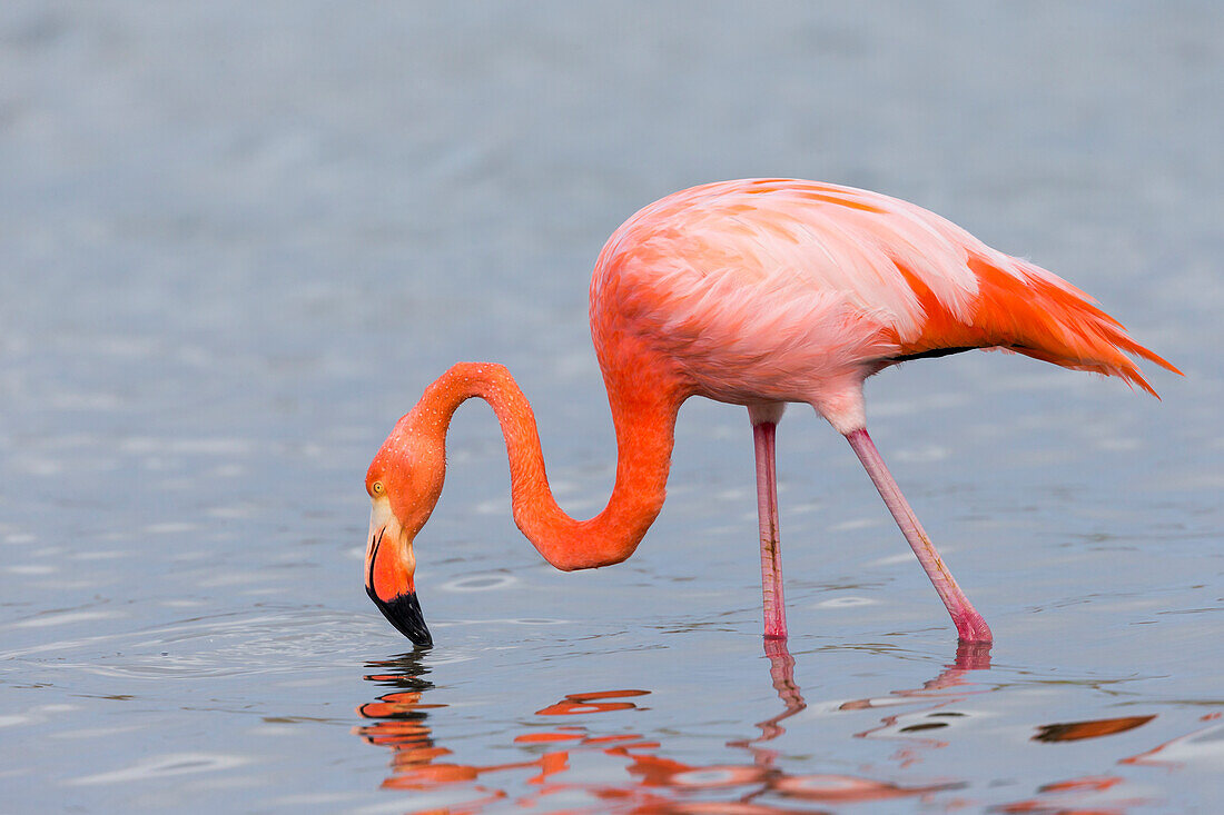 Ecuador, Galapagos Islands, Floreana, Punta Cormoran, greater flamingo (Phoenicopterus ruber) feeding.