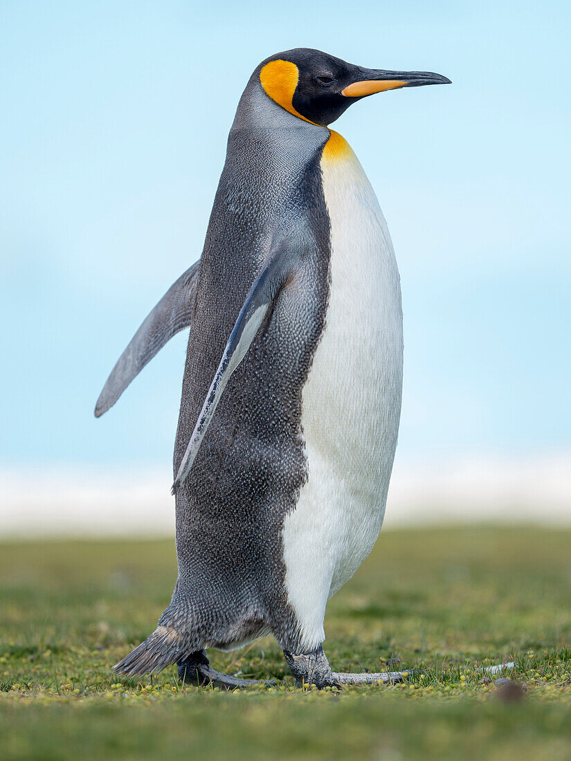 Königspinguin auf den Falklandinseln.