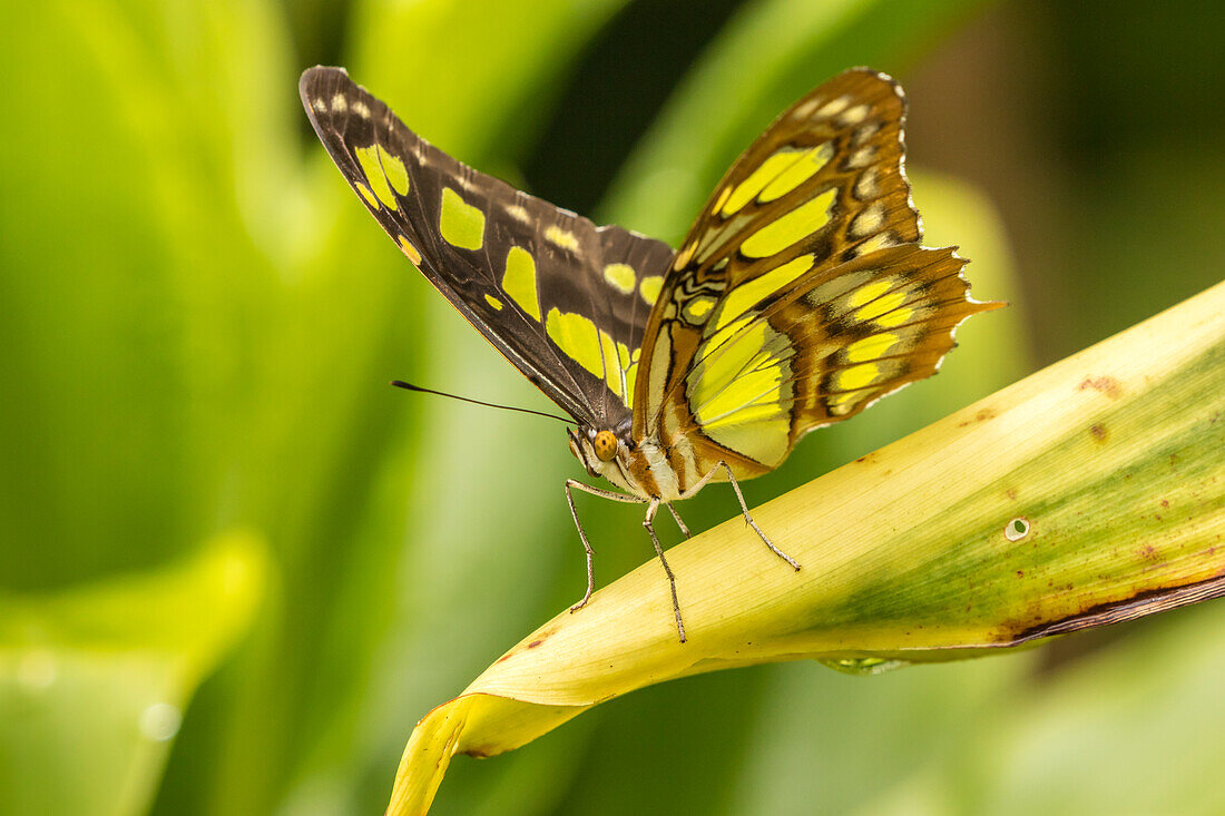 Costa Rica, La Paz River Valley. Captive butterfly in La Paz Waterfall Garden