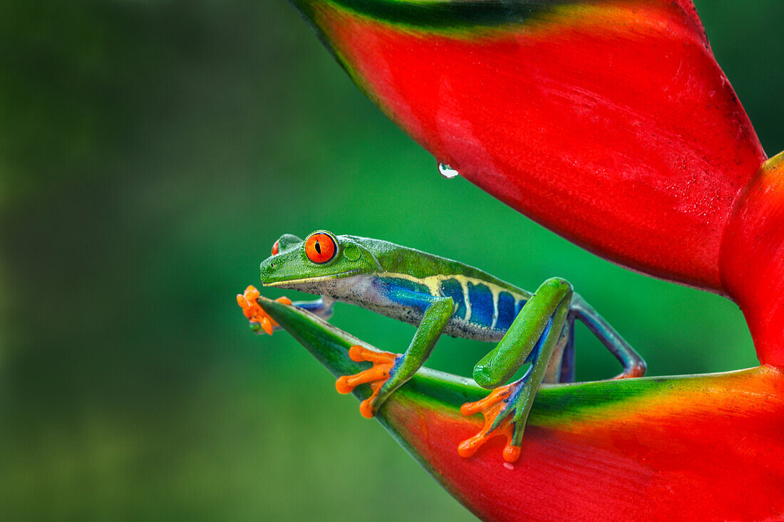 Rotäugiger Laubfrosch, Costa Rica