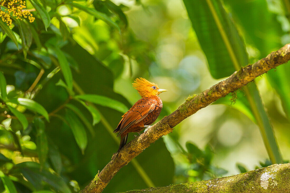 Costa Rica, Biologische Station La Selva. Kastanienhalsspecht am Glied