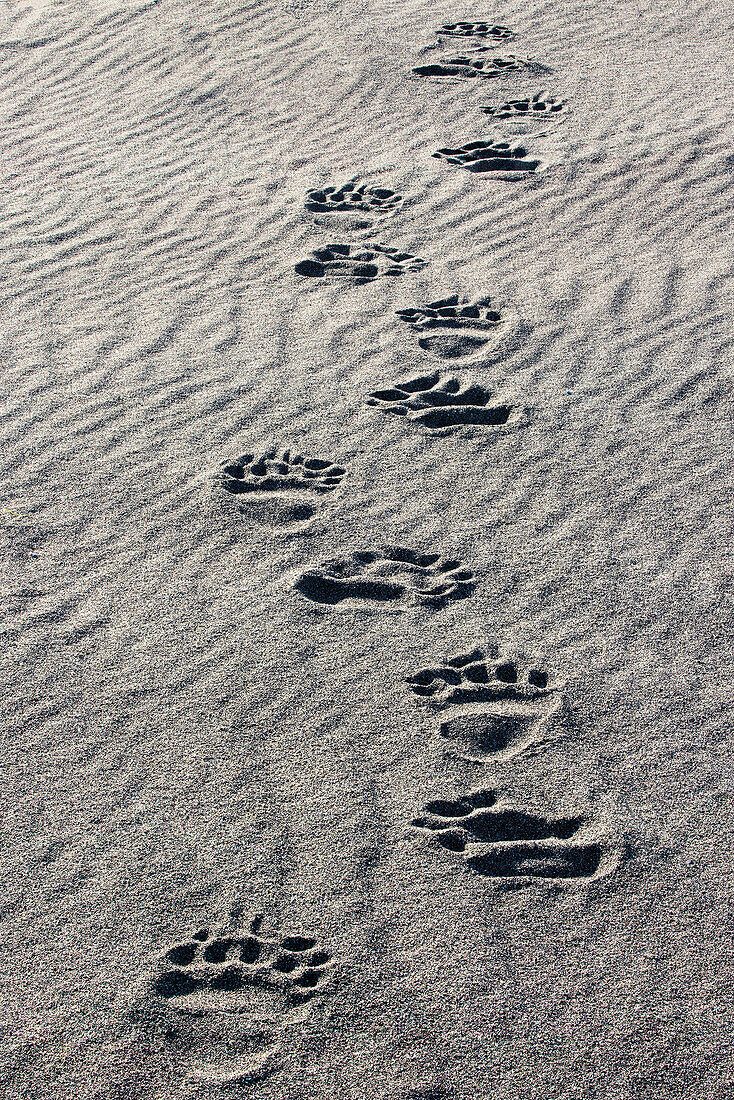 Nach Grizzlybär Spuren am Sandstrand, Lake Clark National Park and Preserve, Alaska, Silver Salmon Creek