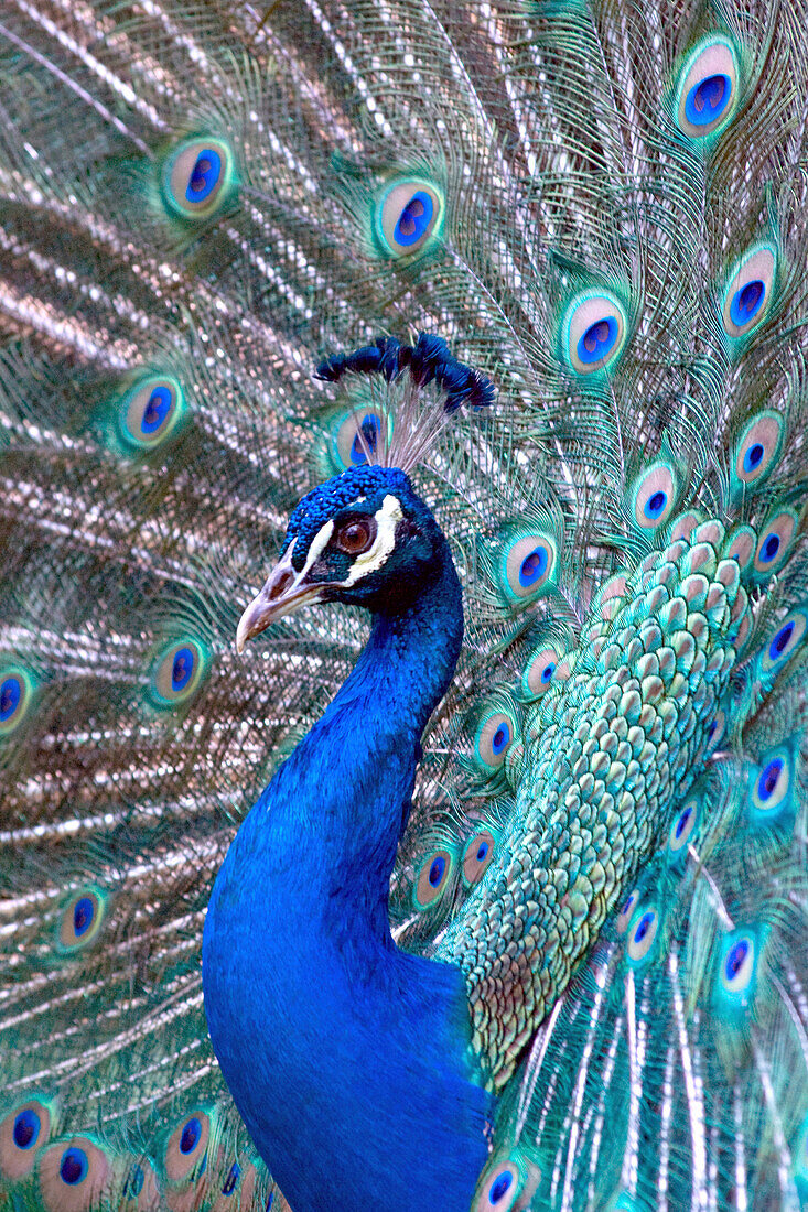 Costa Rica, Mittelamerika. Gefangen. Anzeige von India Blue Peacock.